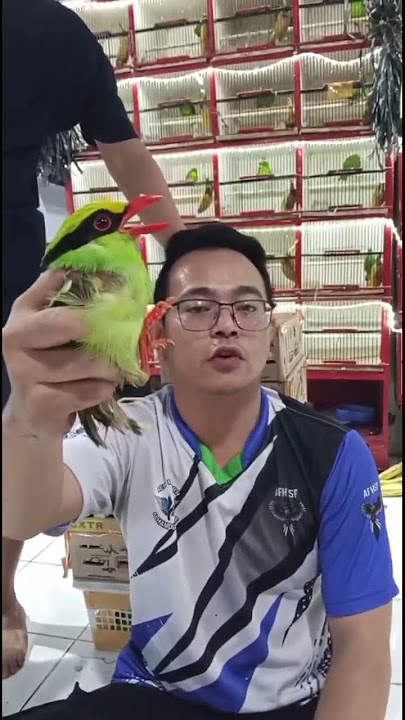 🔴JOVIN BOSS MONGGOOOO