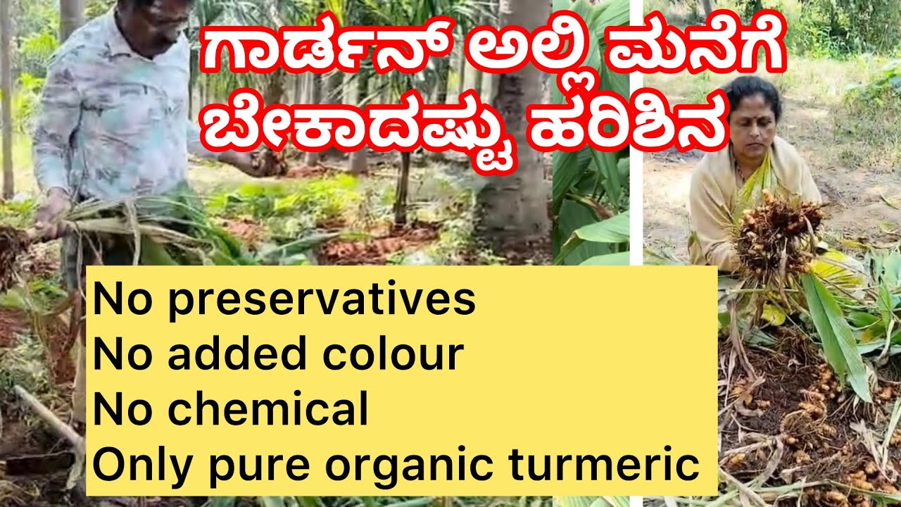 ಅಡುಗೆ ಹರಿಶಿನ ಬೆಳೆಯೋದು ಇಷ್ಟು ಸುಲಭ ಗೊತ್ತಾ pure organic turmeric  🙀