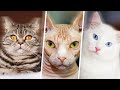 Top 10 gatos mas caros del mundo ●