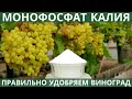 Монофосфат калия (МФК) профилактика ОИДИУМА. Получаем здоровый и вкусный виноград!
