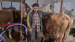 İnekler süt sağma makinası ile tanıştı #çiftçi #hayvancılık #sütsağma