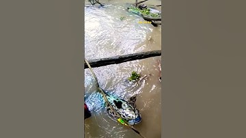 Cá Lớn - câu được Lóc Bông Khủng 😱 #khacthuyvlogg