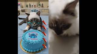 Download Lagu #animalintellegence #cat #cake #o #cute #aiandcats #happybirthday #aicats #funny #kitten #o MP3