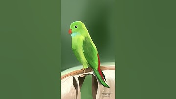 Procreate Bird Study #procreateart #procreate #art #digitalart