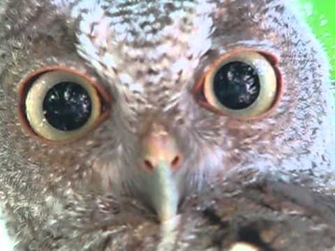 Winking and blinking screech owl.....Beautiful!! Close up - YouTube