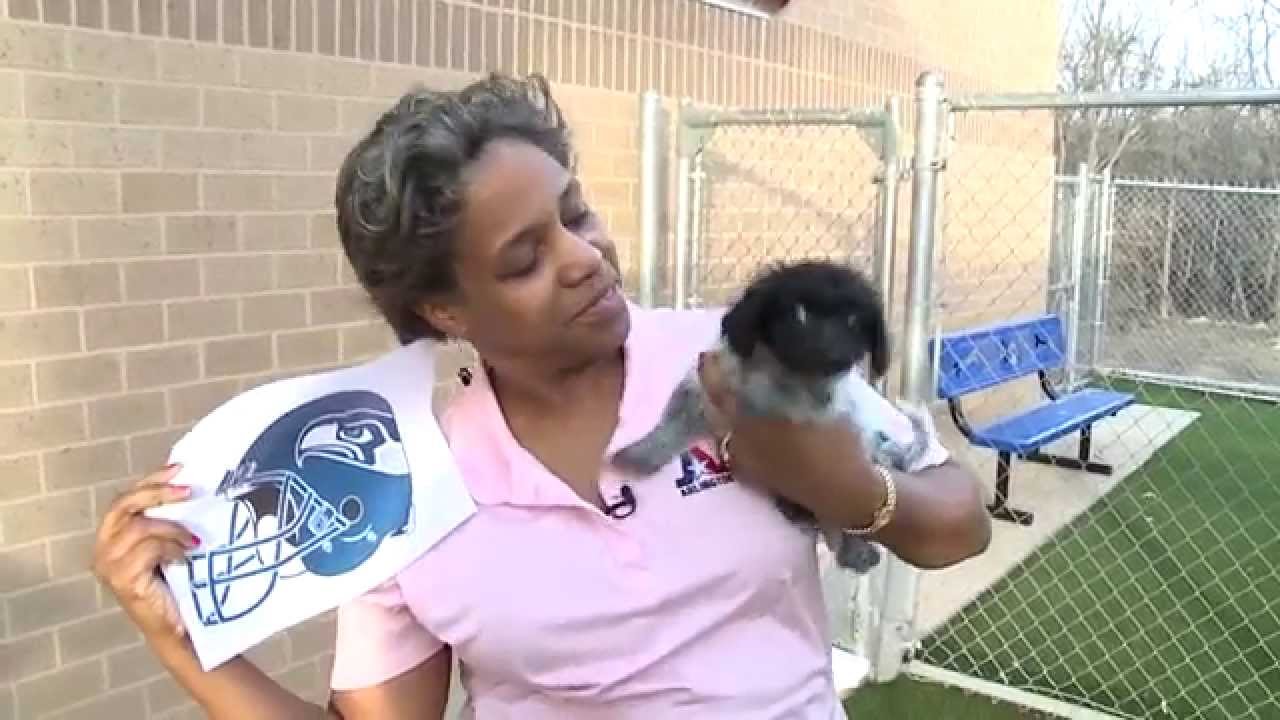 Arlington Puppy Picks Super Bowl Winner YouTube