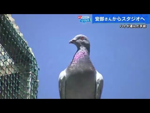 伝書バトに手紙を託す 飼育歴65年のベテラン「ハトは男のロマン」  安部友裕の「覇気!」