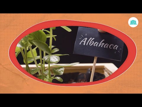 Huerto urbano | Ciencias Naturales 4 🌱