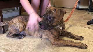 Animal Welfare League in need of new shelter