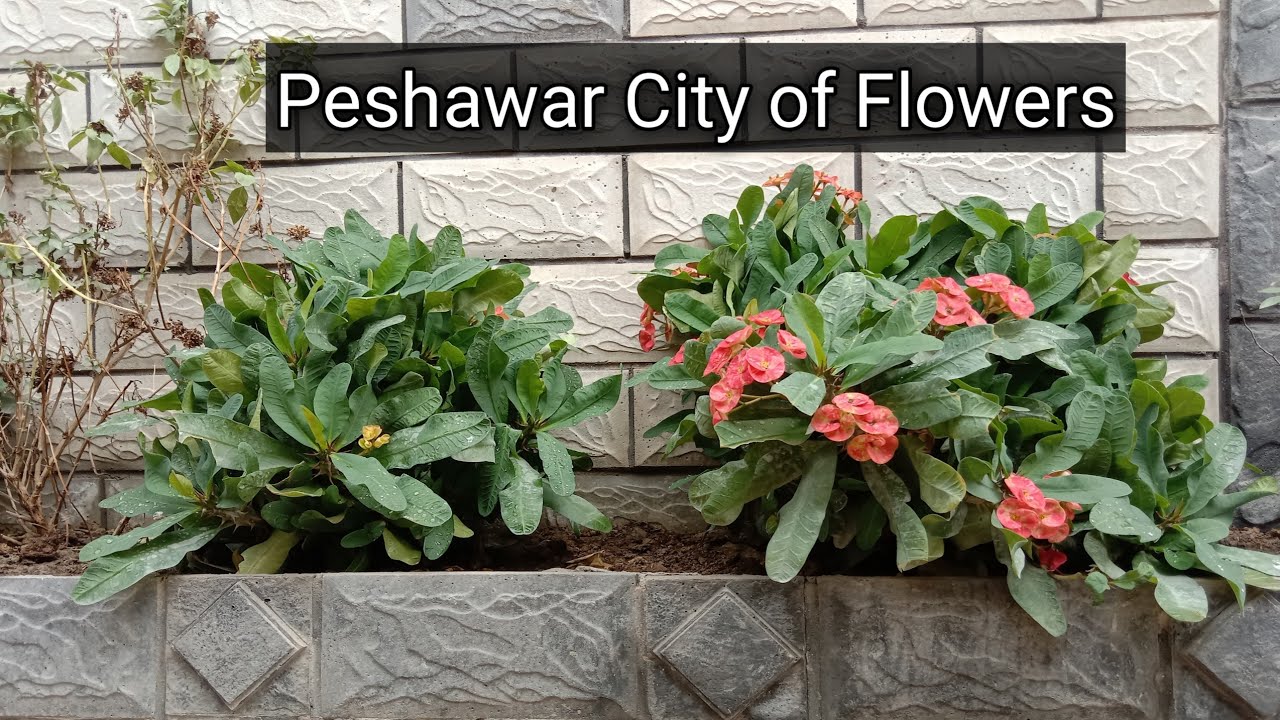 Peshawar The City of Flowers 🌹 YouTube