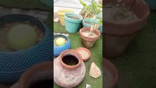 HomeDecorides squirrel show