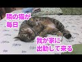 ♯134【猫のほのぼのする話】隣の猫が毎日我が家に出勤して来る