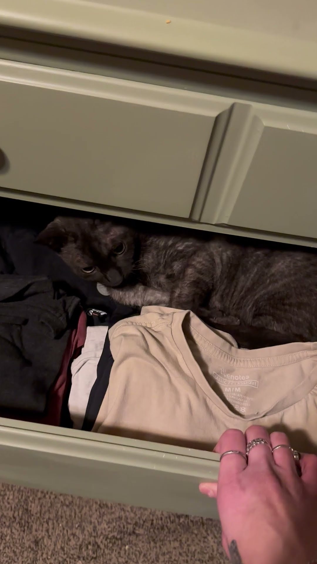 Missing Cat Found Sleeping In Drawer || ViralHog