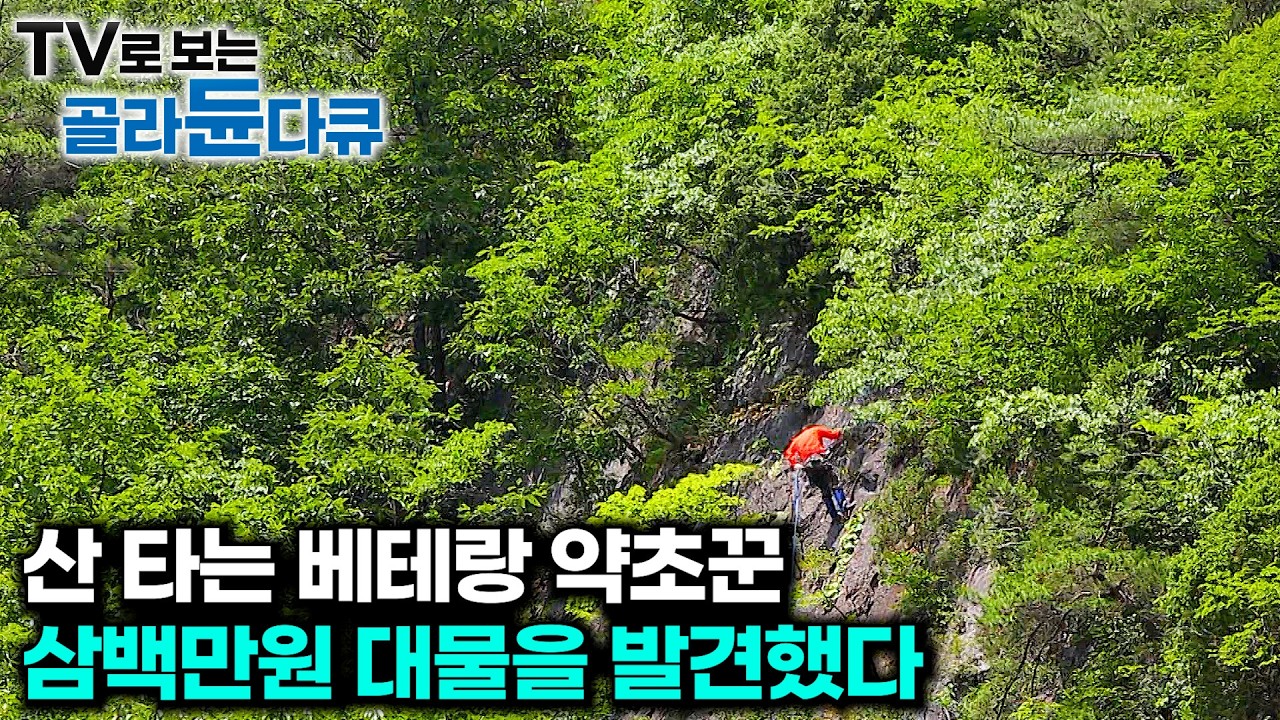 베테랑 약초꾼도 긴장했다. 300만원 절벽 도라지 발견한 결과 ⛰️여름향기 가득한 산골 사람들 1시간 몰아보기⛰️｜한국기행｜#tv로보는골라듄다큐