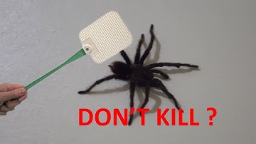 Reasons Why You Should Spare Spiders: Nature