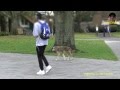 UBC Wild Coyote Walking With Students