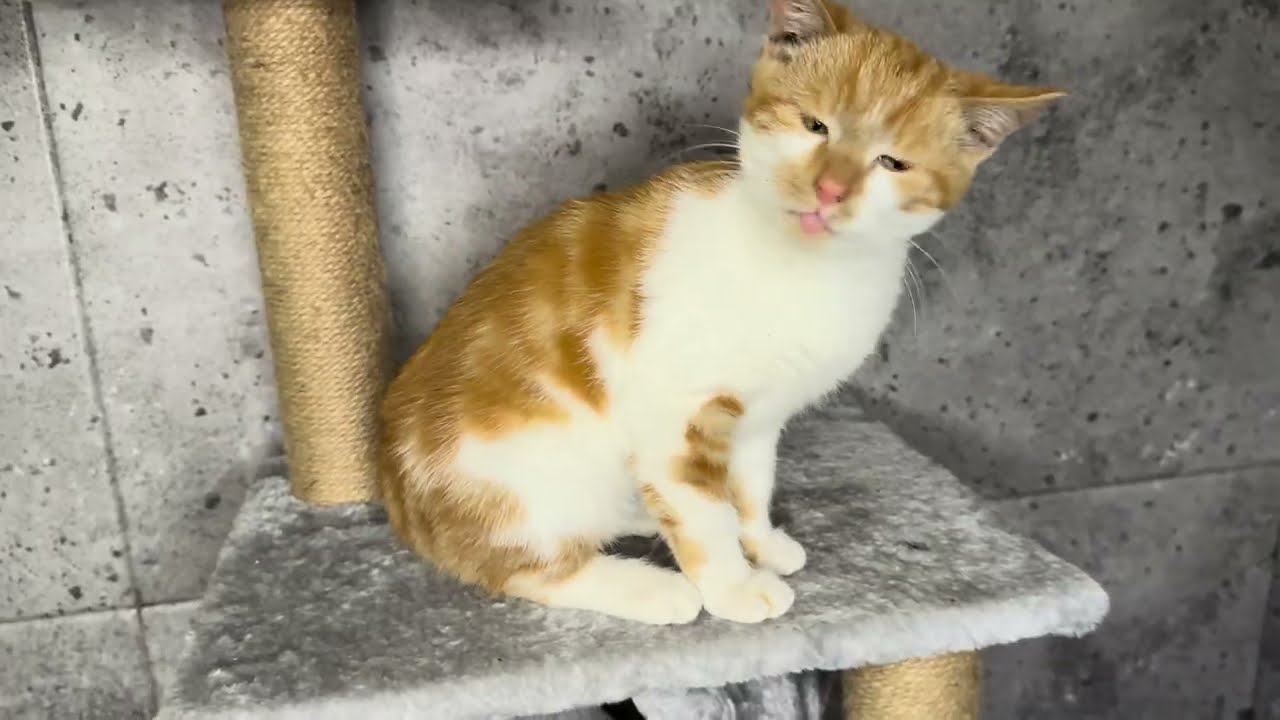 When two dogs and a cat decided to cuddle… BOOM, viral! 😀 Funny Animals Video 😂