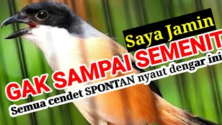 SUARA cendet gacor FULL ISIAN PESTEPES pancingan cendet agar bunyi SKETIKA burung cendet gacor EMOSI