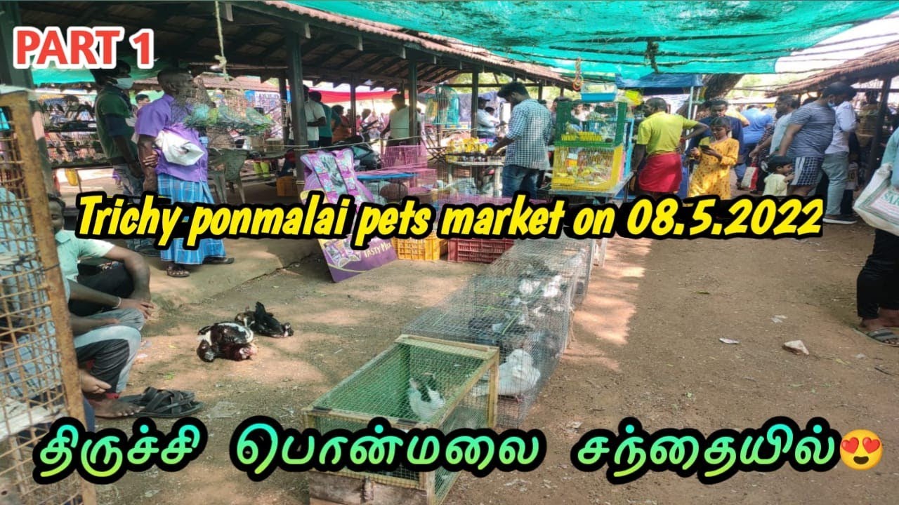 part-1-trichy-ponmalai-pets-market-on-08-5-2022