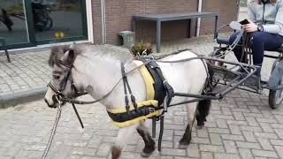 Benji Eerste Keer Voor De Sulky Mineau