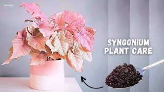 Una guida completa sulla cura della pianta di Syngonium rosa! - 5 trucchi per una crescita più in... screenshot 4