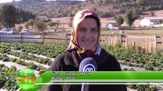 Atıl araziye kadın eli değince…