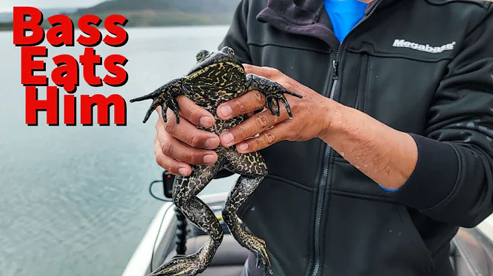 Bass Eats LIVE Bullfrog - I've Never Seen This Before