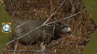 2023 CWD Sampling