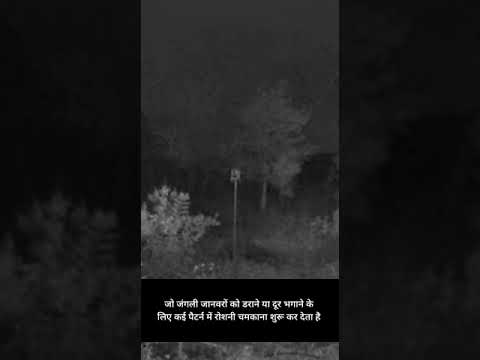 Parabraksh Night Flashing 2 || Wildlife attacks || Crop losses - video from Katidhan