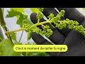 Comment je taille la vigne pour une meilleure croissance  2023