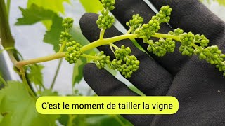 Comment je taille la vigne pour une meilleure croissance ? 2023