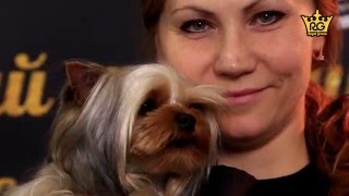 Как мыть йорка – уход за шерстью йоркширского терьера. Royal Groom Блеск и шелковистость. Как мыть йорка – уход за шерстью йоркширского терьера. Royal Groom Блеск и шелковистость.