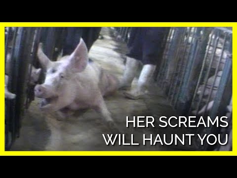 Her Cries Should Haunt Anyone Still Eating Pigs