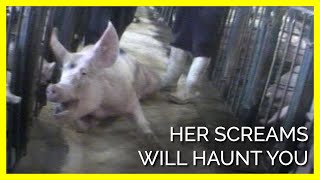 Her Cries Should Haunt Anyone Still Eating Pigs