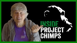 INSIDE PROJECT CHIMPS: Candy, Volunteer by Project Chimps 119 views 2 weeks ago 4 minutes, 27 seconds