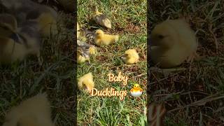 Baby Ducklings 🐣 #Maui #Hawaii Baby Ducklings 🐣 #Maui #Hawaii
