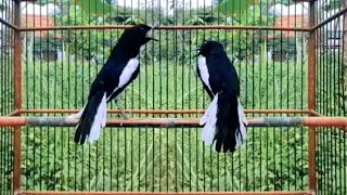 Download Lagu Kacer gacor full emosi tinggi cari lawan \ MP3