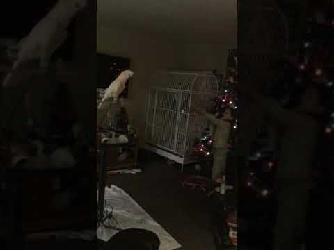 cockatoo price ph Singing and dancing Jillian and MaX