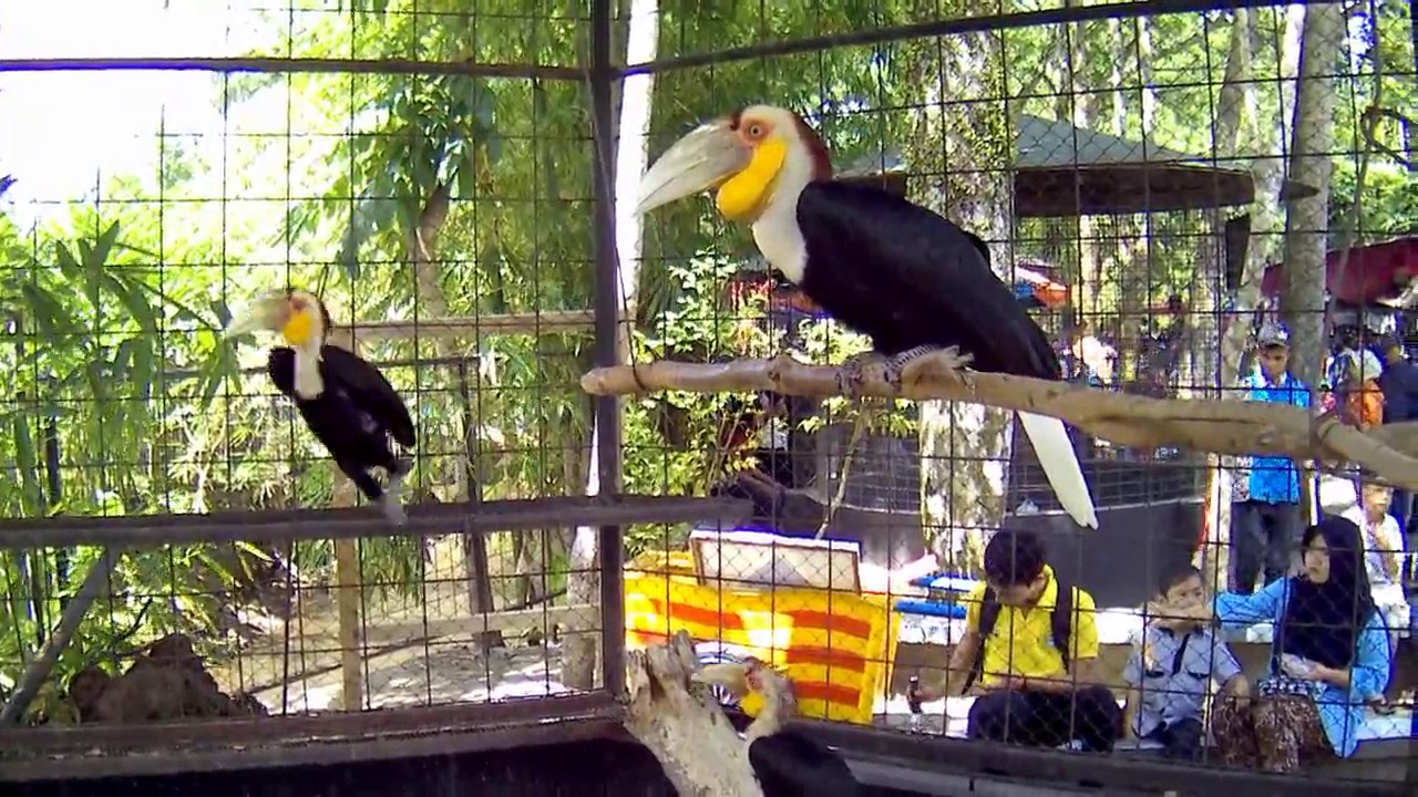 3 Burung Rangkong Gading Purbasari Purbayasa Youtube