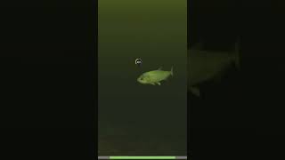 Payara Vdanire Fish Amazon River Dlc Ultimate Fishing Simulator