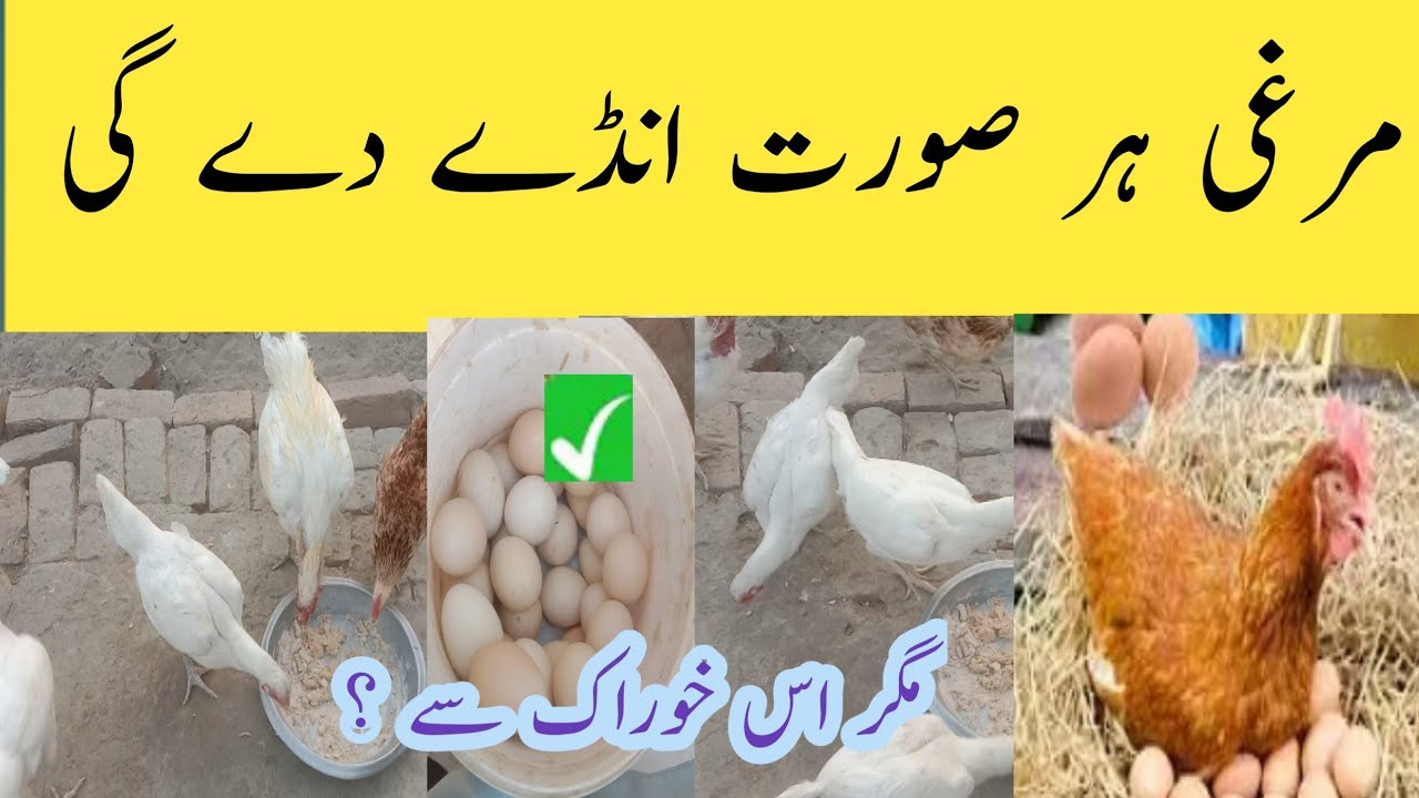 10 rupay ka magic capsule | Murghi anday dena shuru | desi murgi care tips | boost eggs production.