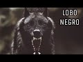 El Lobo más temido y respetado en distintas Culturas - Lobo Negro