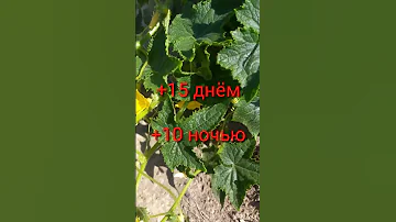 КОГДА САЖАТЬ ОГУРЦЫ В ОТКРЫТЫЙ ГРУНТ ПО НАРОДНЫМ ПРИМЕТАМ?
