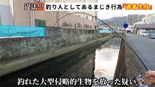 【違反？】釣り人としてあるまじき行為！小川で釣れた大型の侵略的生物を外来魚としり放してしまった