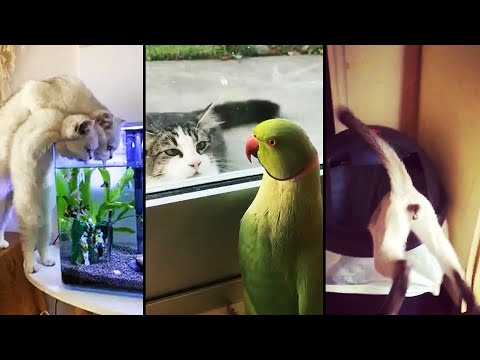 Ozzy Man Reviews: Cats Being Dodgy #3