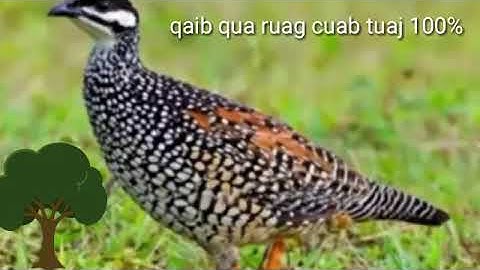qaib quas ruag cuab tuaj zoo 100%