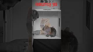 My first edit #edit #cool #nice #capybara