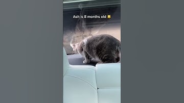 Tesla Added The Cabin Camera View for Dog Mode! 🐶🚗