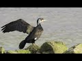 Veliki vranac svadbeno ruho- Great cormorant - Phalacrocorax carbo