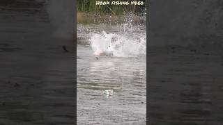 Big Size Fish Catching By Hook